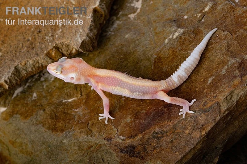 Leopardgecko, Eublepharis macularius, STRIPE TREMPER ALBINO ECLIPSE Leopardgecko, Eublepharis Macularius, STRIPE TREMPER ALBINO ECLIPSE -Container Haustiere Geschäft Leopardgecko Eublepharis macularius Stripe Tremper Albino Eclipse 12