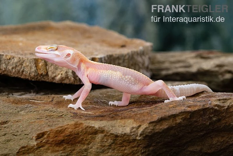 Leopardgecko, Eublepharis macularius, STRIPE TREMPER ALBINO ECLIPSE Leopardgecko, Eublepharis Macularius, STRIPE TREMPER ALBINO ECLIPSE -Container Haustiere Geschäft Leopardgecko Eublepharis macularius Stripe Tremper Albino Eclipse 14