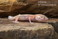 Leopardgecko, Eublepharis Macularius, STRIPE TREMPER ALBINO ECLIPSE 5 Leopardgecko, Eublepharis Macularius, STRIPE TREMPER ALBINO ECLIPSE -Container Haustiere Geschäft Leopardgecko Eublepharis macularius Stripe Tremper Albino Eclipse 2