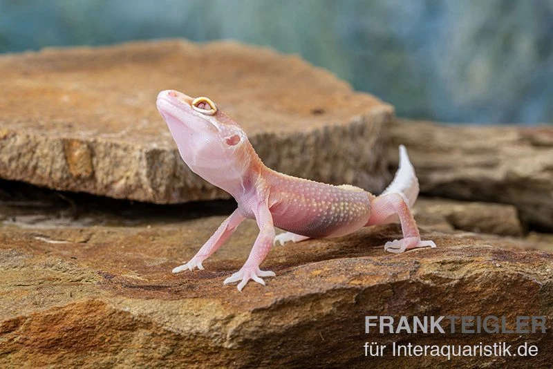 Leopardgecko, Eublepharis macularius, STRIPE TREMPER ALBINO ECLIPSE Leopardgecko, Eublepharis Macularius, STRIPE TREMPER ALBINO ECLIPSE -Container Haustiere Geschäft Leopardgecko Eublepharis macularius Stripe Tremper Albino Eclipse 4