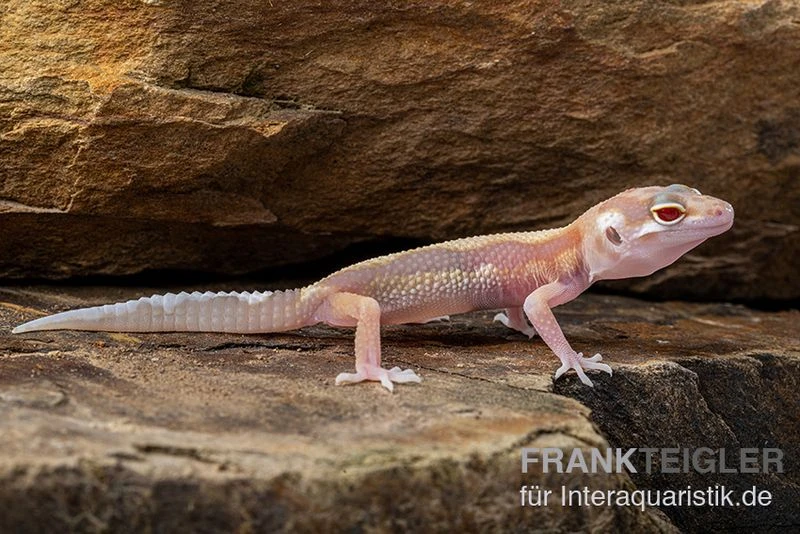 Leopardgecko, Eublepharis macularius, STRIPE TREMPER ALBINO ECLIPSE Leopardgecko, Eublepharis Macularius, STRIPE TREMPER ALBINO ECLIPSE -Container Haustiere Geschäft Leopardgecko Eublepharis macularius Stripe Tremper Albino Eclipse 6