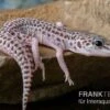 Leopardgecko, Eublepharis Macularius, SUPER MACK SNOW -Container Haustiere Geschäft Leopardgecko Eublepharis macularius Super Mack Snow 16
