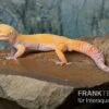 Leopardgecko, Eublepharis Macularius, TANGERINE ECLIPSE -Container Haustiere Geschäft Leopardgecko Eublepharis macularius Tangerine Eclipse 11