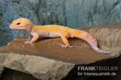 Leopardgecko, Eublepharis Macularius, TANGERINE ECLIPSE