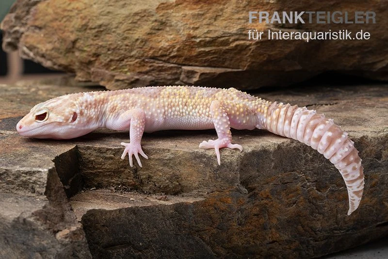 Leopardgecko, Eublepharis macularius, TREMPER ALBINO MACK SNOW ECLIPSE Leopardgecko, Eublepharis Macularius, TREMPER ALBINO MACK SNOW ECLIPSE -Container Haustiere Geschäft Leopardgecko Eublepharis macularius Tremper Albino Mack Snow Eclipse 10