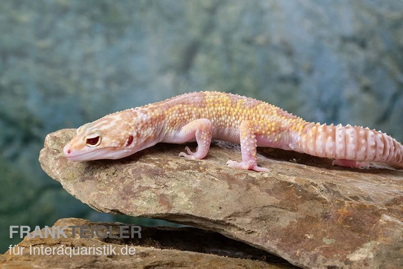 Leopardgecko, Eublepharis macularius, TREMPER ALBINO MACK SNOW ECLIPSE Leopardgecko, Eublepharis Macularius, TREMPER ALBINO MACK SNOW ECLIPSE -Container Haustiere Geschäft Leopardgecko Eublepharis macularius Tremper Albino Mack Snow Eclipse 13