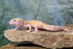 Leopardgecko, Eublepharis Macularius, TREMPER ALBINO MACK SNOW ECLIPSE 7 Leopardgecko, Eublepharis Macularius, TREMPER ALBINO MACK SNOW ECLIPSE -Container Haustiere Geschäft Leopardgecko Eublepharis macularius Tremper Albino Mack Snow Eclipse 16