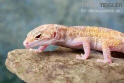 Leopardgecko, Eublepharis Macularius, TREMPER ALBINO MACK SNOW ECLIPSE 8 Leopardgecko, Eublepharis Macularius, TREMPER ALBINO MACK SNOW ECLIPSE -Container Haustiere Geschäft Leopardgecko Eublepharis macularius Tremper Albino Mack Snow Eclipse 18