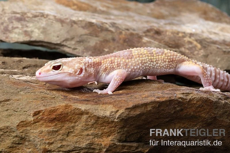 Leopardgecko, Eublepharis macularius, TREMPER ALBINO MACK SNOW ECLIPSE Leopardgecko, Eublepharis Macularius, TREMPER ALBINO MACK SNOW ECLIPSE -Container Haustiere Geschäft Leopardgecko Eublepharis macularius Tremper Albino Mack Snow Eclipse 7