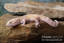 Leopardgecko, Eublepharis Macularius, TREMPER ALBINO MACK SNOW ECLIPSE 4 Leopardgecko, Eublepharis Macularius, TREMPER ALBINO MACK SNOW ECLIPSE -Container Haustiere Geschäft Leopardgecko Eublepharis macularius Tremper Albino Mack Snow Eclipse 8