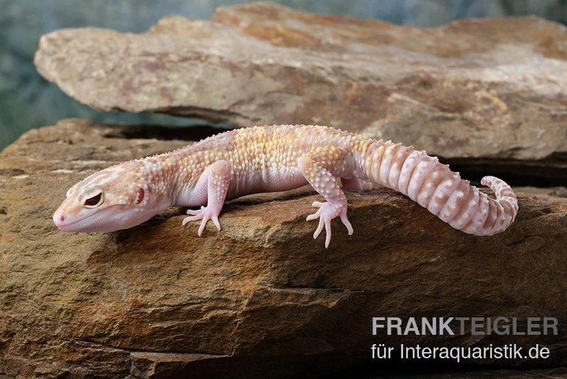 Leopardgecko, Eublepharis macularius, TREMPER ALBINO MACK SNOW ECLIPSE Leopardgecko, Eublepharis Macularius, TREMPER ALBINO MACK SNOW ECLIPSE -Container Haustiere Geschäft Leopardgecko Eublepharis macularius Tremper Albino Mack Snow Eclipse 8