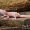 Leopardgecko, Eublepharis Macularius, TREMPER ALBINO MACK SNOW RAPTOR -Container Haustiere Geschäft Leopardgecko Eublepharis macularius Tremper Albino Mack Snow Raptor 12