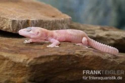 Leopardgecko, Eublepharis Macularius, TREMPER ALBINO MACK SNOW RAPTOR -Container Haustiere Geschäft Leopardgecko Eublepharis macularius Tremper Albino Mack Snow Raptor 2