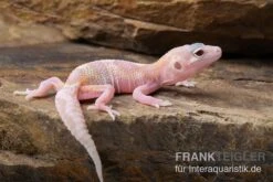 Leopardgecko, Eublepharis Macularius, TREMPER ALBINO MACK SNOW RAPTOR -Container Haustiere Geschäft Leopardgecko Eublepharis macularius Tremper Albino Mack Snow Raptor 3