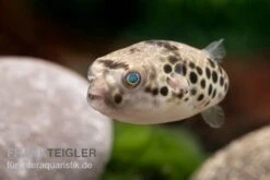 Leopardkugelfisch, Tetraodon Schoutedeni -Container Haustiere Geschäft Leopardkugelfisch Tetraodon schoutedeni 2