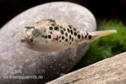Leopardkugelfisch, Tetraodon Schoutedeni -Container Haustiere Geschäft Leopardkugelfisch Tetraodon schoutedeni 3