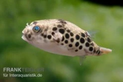 Leopardkugelfisch, Tetraodon Schoutedeni -Container Haustiere Geschäft Leopardkugelfisch Tetraodon schoutedeni 6