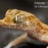 Lichtensteins Dünnfingergecko, Stenodactylus Sthenodactylus -Container Haustiere Geschäft Lichtensteins Duennfingergecko Stenodactylus sthenodactylus 1
