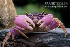 Lila Spider Crab, Neosarmatium Sp. Purple 3 Lila Spider Crab, Neosarmatium Sp. Purple -Container Haustiere Geschäft Lila Spider Crab Neosarmatium sp Purple 1