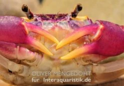 Lila Süßwasserkrabbe, Globithelphusa "indian Lilac" 10 Lila Süßwasserkrabbe, Globithelphusa "indian Lilac" -Container Haustiere Geschäft Lila Suesswasserkrabbe Globithelphusa indian lilac 1