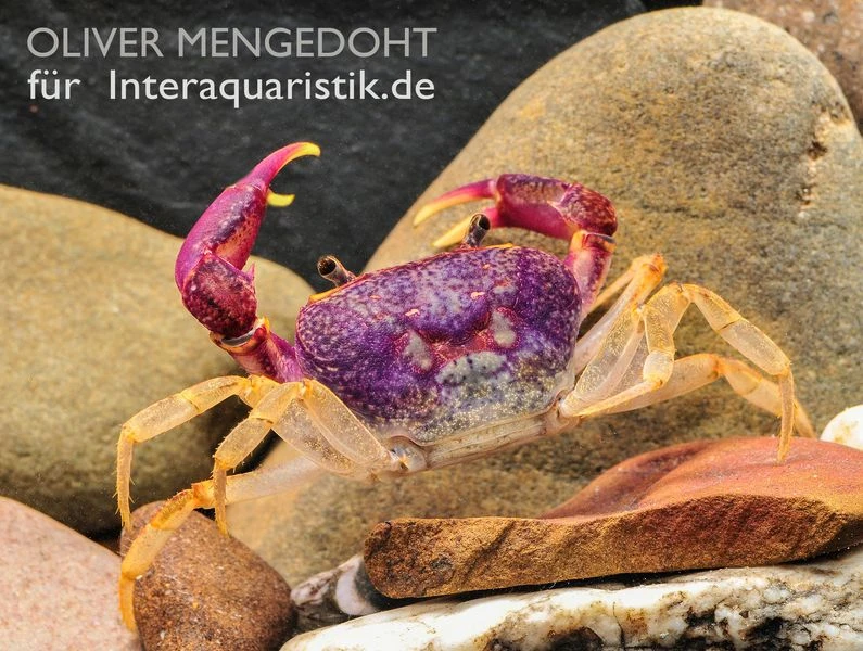 Lila Süßwasserkrabbe, Globithelphusa "indian lilac" Lila Süßwasserkrabbe, Globithelphusa "indian Lilac" -Container Haustiere Geschäft Lila Suesswasserkrabbe Globithelphusa indian lilac 3