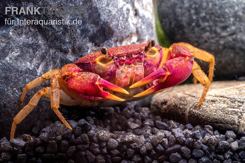 Lila Süßwasserkrabbe, Globithelphusa "indian lilac" Lila Süßwasserkrabbe, Globithelphusa "indian Lilac" -Container Haustiere Geschäft Lila Suesswasserkrabbe Globithelphusa indian lilac n1