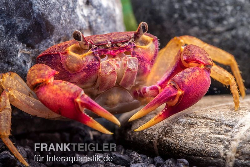 Lila Süßwasserkrabbe, Globithelphusa "indian lilac" Lila Süßwasserkrabbe, Globithelphusa "indian Lilac" -Container Haustiere Geschäft Lila Suesswasserkrabbe Globithelphusa indian lilac n2
