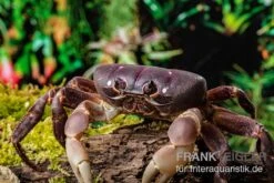 Lila Weihnachtsinselkrabbe, Gecarcoidea Humei, Klein -Container Haustiere Geschäft Lila Weihnachtsinselkrabbe Gecarcoidea humei 1