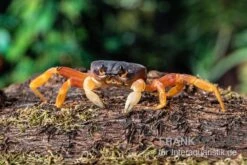 Container Haustiere Geschäft -Container Haustiere Geschäft Lila Weihnachtsinselkrabbe Gecarcoidea humei klein 2