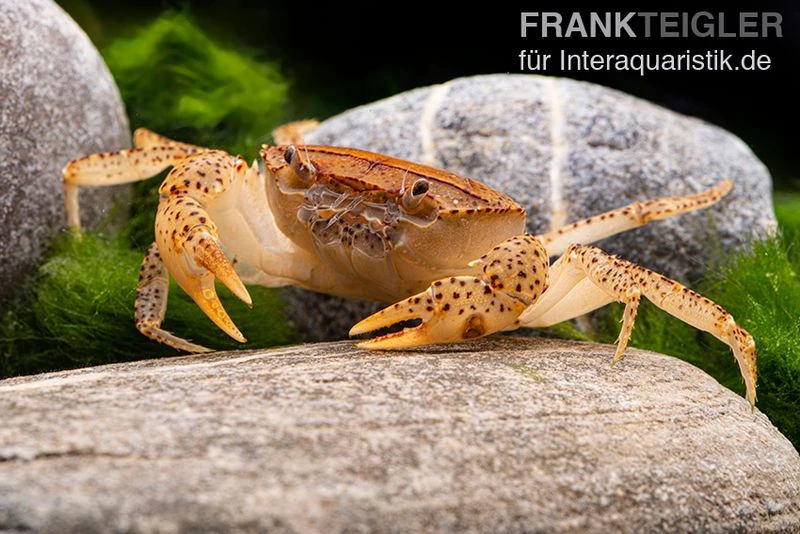 Linsenkrabbe, Parathelphusa cf. convexa Linsenkrabbe, Parathelphusa Cf. Convexa -Container Haustiere Geschäft Linsenkrabbe Parathelphusa cf convexa 1