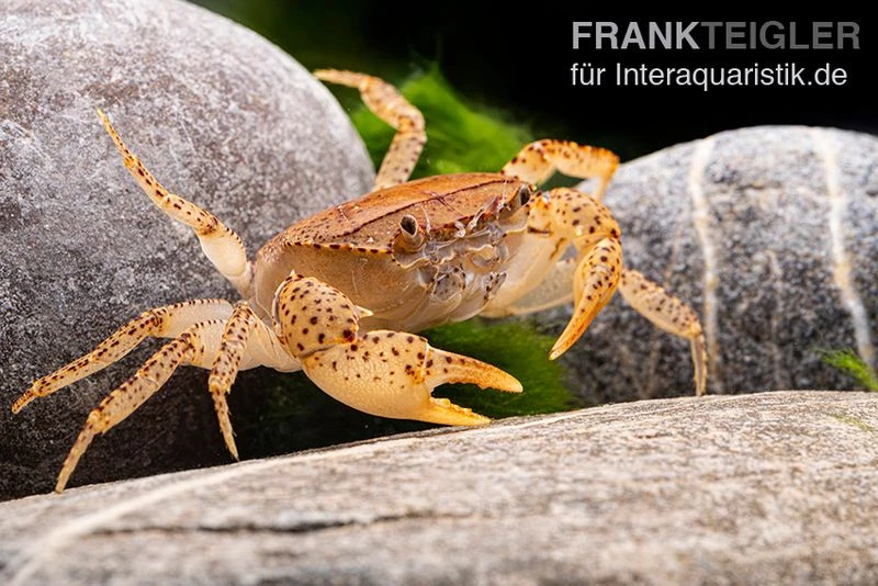 Linsenkrabbe, Parathelphusa cf. convexa Linsenkrabbe, Parathelphusa Cf. Convexa -Container Haustiere Geschäft Linsenkrabbe Parathelphusa cf convexa 2