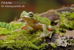 Container Haustiere Geschäft -Container Haustiere Geschäft Litoria caerulea Laubfrosch
