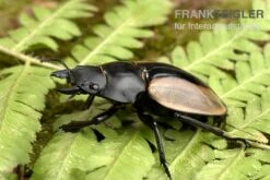 Ludekingi-Hirschkäfer, Odontolabis Ludekingi -Container Haustiere Geschäft Ludekingi Hirschkaefer Odontolabis ludekingi 2