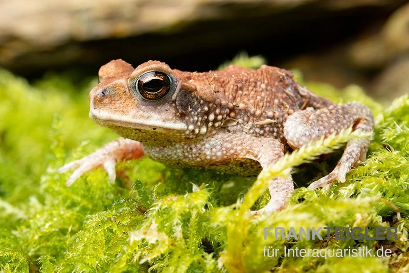 Lütkens Guatemalakröte, Incilius luetkeni Lütkens Guatemalakröte, Incilius Luetkeni -Container Haustiere Geschäft Luetkens Guatemalakroete Incilius luetkeni 1