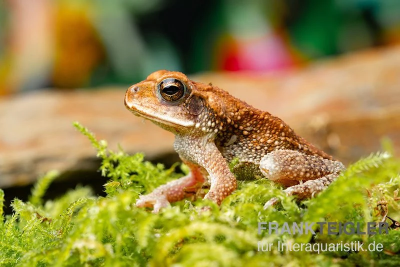 Lütkens Guatemalakröte, Incilius luetkeni Lütkens Guatemalakröte, Incilius Luetkeni -Container Haustiere Geschäft Luetkens Guatemalakroete Incilius luetkeni 2