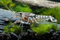 Maikäferkrebs, Procambarus Spiculifer 3 Maikäferkrebs, Procambarus Spiculifer -Container Haustiere Geschäft Maikaeferkrebs Procambarus spiculifer 1