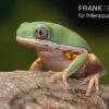 Makifrosch, Phyllomedusa Hypochondrialis -Container Haustiere Geschäft Makifrosch Phyllomedusa hypochondrialis 1