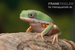 Makifrosch, Phyllomedusa Hypochondrialis