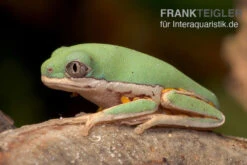 Makifrosch, Phyllomedusa Hypochondrialis -Container Haustiere Geschäft Makifrosch Phyllomedusa hypochondrialis 3