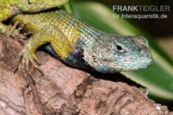 Malachit-Stachelleguan, Sceloporus Malachiticus -Container Haustiere Geschäft Malachit Stachelleguan Sceloporus malachiticus 2