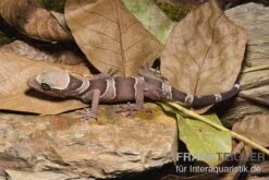 Malayischer Bogenfingergecko, Cyrtodactylus Pulchellus 5 Malayischer Bogenfingergecko, Cyrtodactylus Pulchellus -Container Haustiere Geschäft Malayischer Bogenfingergecko Cyrtodactylus pulchellus 1