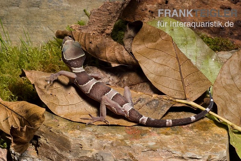 Malayischer Bogenfingergecko, Cyrtodactylus pulchellus Malayischer Bogenfingergecko, Cyrtodactylus Pulchellus -Container Haustiere Geschäft Malayischer Bogenfingergecko Cyrtodactylus pulchellus 2