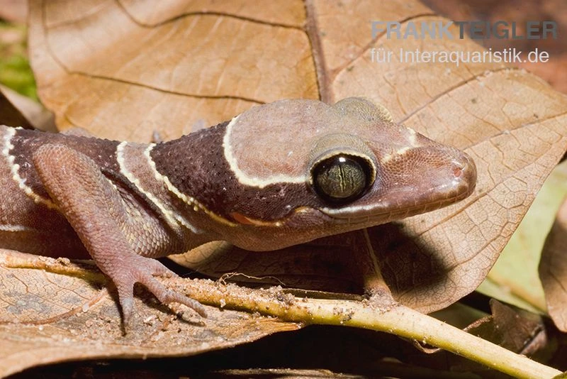 Malayischer Bogenfingergecko, Cyrtodactylus pulchellus Malayischer Bogenfingergecko, Cyrtodactylus Pulchellus -Container Haustiere Geschäft Malayischer Bogenfingergecko Cyrtodactylus pulchellus 3