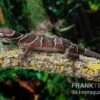 Malayischer Bogenfingergecko, Cyrtodactylus Pulchellus 2 Malayischer Bogenfingergecko, Cyrtodactylus Pulchellus -Container Haustiere Geschäft Malayischer Bogenfingergecko Cyrtodactylus pulchellus neu 1