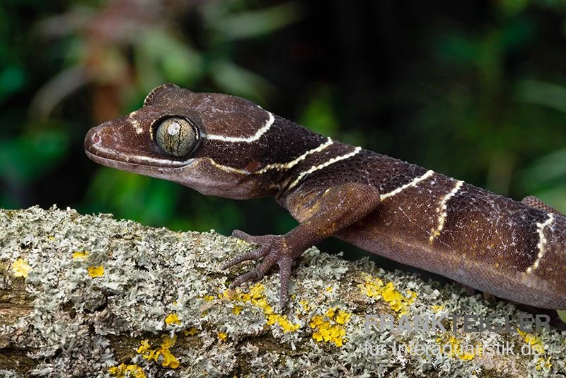 Malayischer Bogenfingergecko, Cyrtodactylus pulchellus Malayischer Bogenfingergecko, Cyrtodactylus Pulchellus -Container Haustiere Geschäft Malayischer Bogenfingergecko Cyrtodactylus pulchellus neu 2