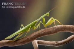 Afrikanische Gottesanbeterin Im Mix, Sphodromantis Spec. -Container Haustiere Geschäft Mantis 1
