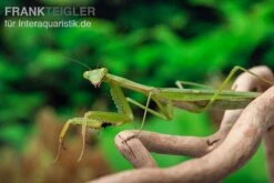 Afrikanische Gottesanbeterin Im Mix, Sphodromantis Spec. -Container Haustiere Geschäft Mantis 4 20