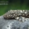 Marmor-Ancistrus, Ancistrus Claro, LDA 8, DNZ 1 Marmor-Ancistrus, Ancistrus Claro, LDA 8, DNZ -Container Haustiere Geschäft Marmor Ancistrus LDA 08 Ancistrus claro 1
