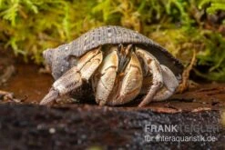 Marmor-Einsiedlerkrebs, Coenobita Sp. "Marble" -Container Haustiere Geschäft Marmor Einsiedlerkrebs Coenobita sp Marble 3