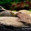 Marmor-Flunderharnischwels, Pseudohemiodon Apithanos Sp. Colombia -Container Haustiere Geschäft Marmor Flunderharnischwels Pseudohemiodon apithanos sp Colombia 1
